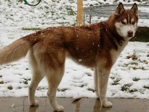 Natura și descrierea Husky Siberian (Husky) Natura și descrierea Husky Siberian