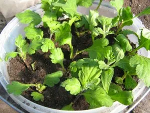 îngrijire Chrysanthemum la domiciliu (în oală), reproducerea, transplant, boli (condiții) îngrijire Chrysanthemum la domiciliu (în oala), reproducerea, transplant, boli