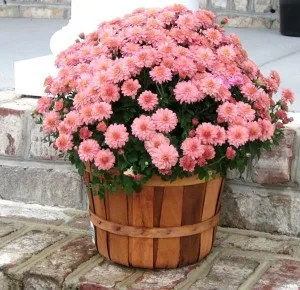 îngrijire Chrysanthemum la domiciliu (în oală), reproducerea, transplant, boli (acasă) îngrijire Chrysanthemum la domiciliu (în oala), reproducerea, transplant, boli