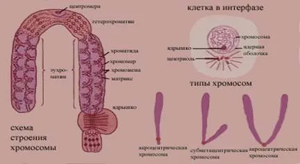 Compoziția chimică și structura cromozomilor