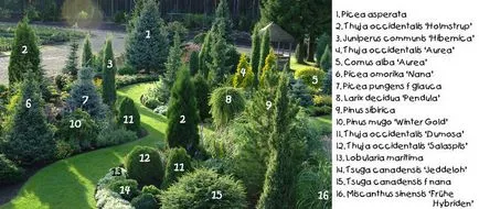 Compoziție de rășinoase în design peisagistic fotografii, diagrame, reguli de dispozitiv