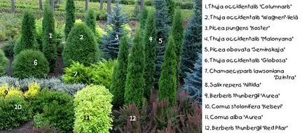 Compoziție de rășinoase în design peisagistic fotografii, diagrame, reguli de dispozitiv
