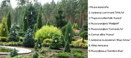 Compoziție de rășinoase în design peisagistic fotografii, diagrame, reguli de dispozitiv