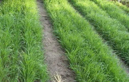 cultivarea orzului, tehnologia de semănat, fotografie, alegeți o aterizare (foto) cultivarea orzului, tehnologia de semănat, fotografie, alegeți o aterizare