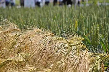 Valoarea Cereale si beneficii