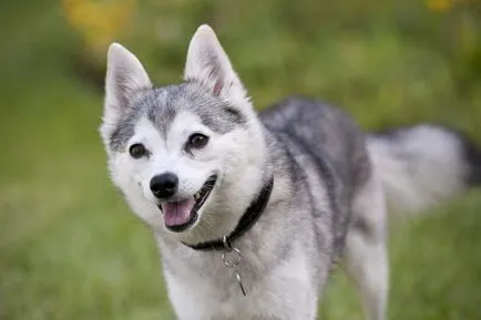 Caracteristici rasa Husky, sfaturi pentru continut