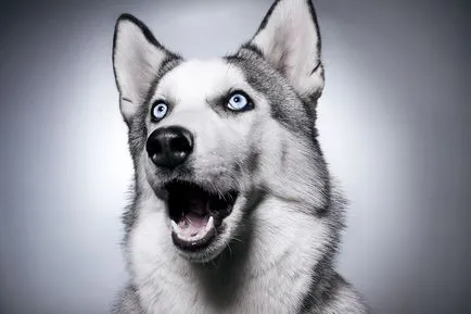 Caracteristici rasa Husky, sfaturi pentru continut