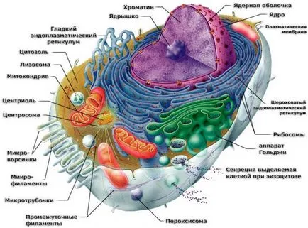 tratament de chimioterapie, efectele chimioterapiei pentru cancer, efecte secundare