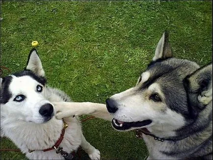 Natura și descrierea husky siberian (antrax) Natura și descrierea Husky Siberian