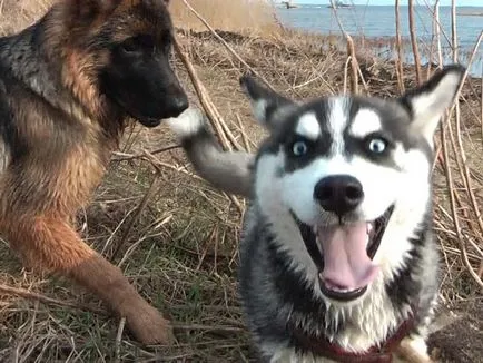Natura și descrierea husky siberian (caracter) Natura și descrierea Husky Siberian