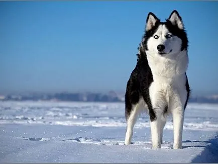 Natura și descrierea husky siberian (caracter) Natura și descrierea Husky Siberian