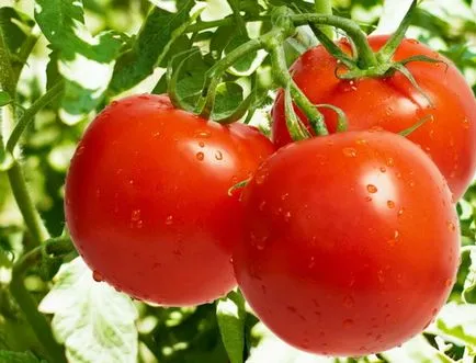 Pierde in greutate pe tomate sau tomate curățare dieta (tomate) Pierde in greutate pe tomate tomate sau dieta de curățare