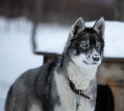Caracteristici rasa Husky, sfaturi pentru continut