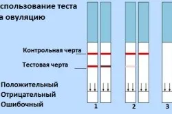 вагітність 2 тижні, перший по підлозі вагітність 2 тижні