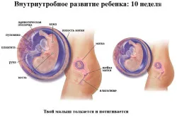 вагітність 11 тиждень
