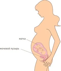 календар вагітності 35 тиждень