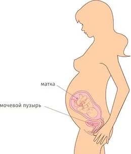 38 тиждень вагітності який це місяць