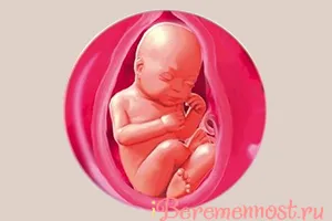 31 тиждень вагітності двійня плід вага