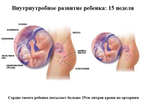 симптоми вагітності на 15 тижні