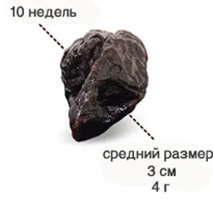 10 тиждень вагітності який це місяць