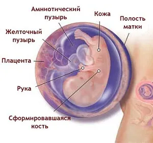 живіт на 11 тижні вагітності