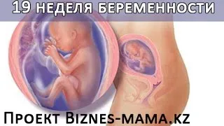 19 тижнів вагітності