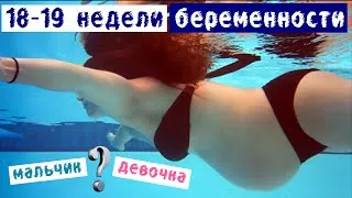 19 тижнів вагітності