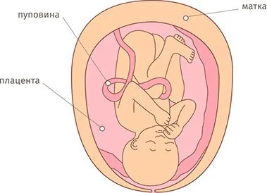 календар вагітності 35 тиждень