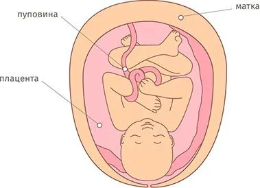 38 тиждень вагітності який це місяць
