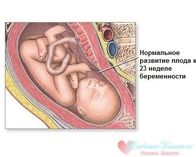 23 тиждень вагітності харчування, 23 тиждень вагітності 23 тиждень вагітності