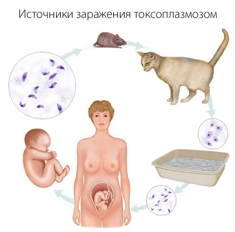 хронічний токсоплазмоз і вагітність