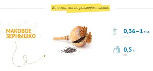перші 4 тижні вагітності