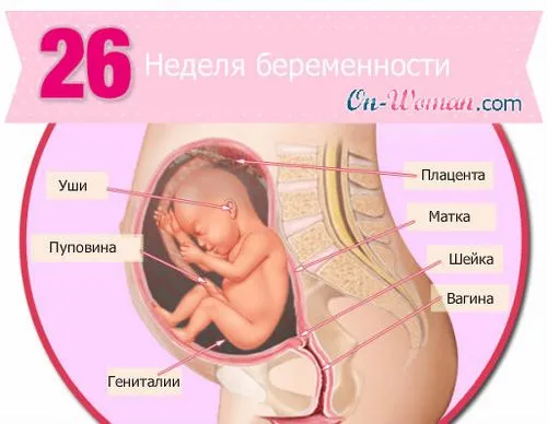 26 тиждень вагітності який це місяць