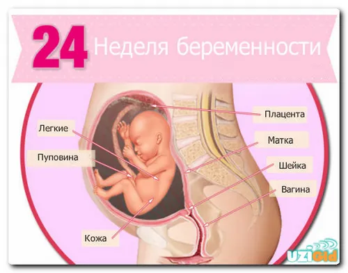 вагітність по тижнях 24