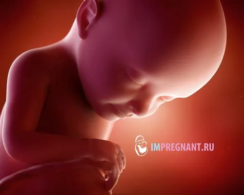 32 тиждень вагітності що відбувається з малюком