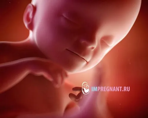 21 тиждень вагітності скільки це місяців