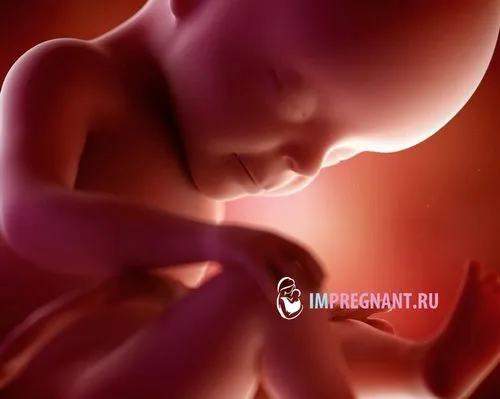27 тижнів вагітності