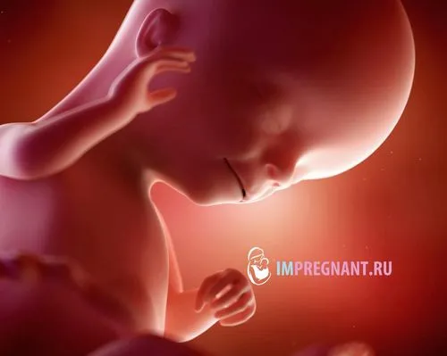 16 тиждень вагітності відчуття в животі