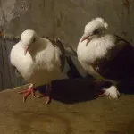 що їсти вагітним щоб була дівчинка
