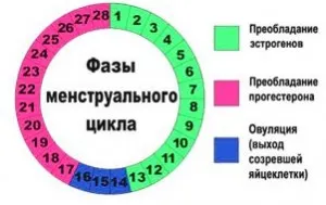 менструальний цикл вагітність