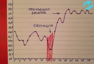 як вимірювати базальну температуру при вагітності