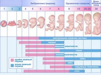 який термін вагітності видно на узі який термін вагітності видно на узі