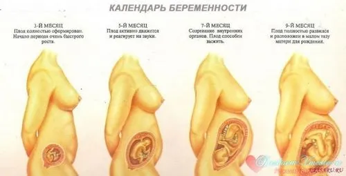 який термін вагітності який термін вагітності