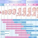 ознаки вагітності 20 тиждень ознаки вагітності 20 тиждень