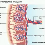 11 тиждень вагітності самопочуття