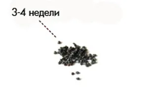3 тієї тиждень вагітності