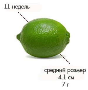 11 тиждень вагітності симптоми