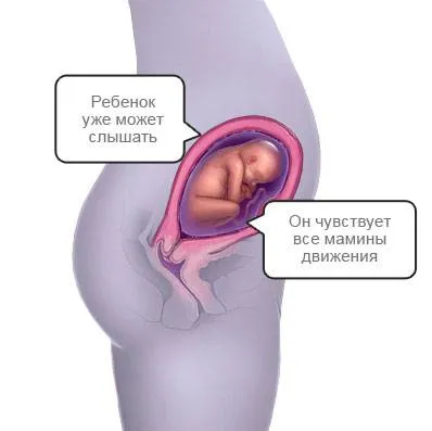 23 тиждень, вагітність на двадцять третьому тижні, календар вагітності календар вагітності