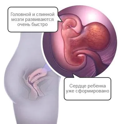 5 тиждень, вагітність на п'ятому тижні, календар вагітності календар вагітності