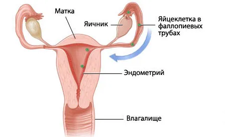 як проходить процес вагітності
